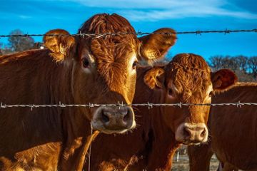 Fakta Unik Sapi Limosin, Jenis Sapi Potong yang Sering Dijadikan Hewan Kurban