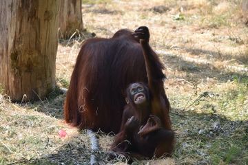 Orang utan termasuk jenis fauna langka tipe Asiatis yang ada di Indonesia.