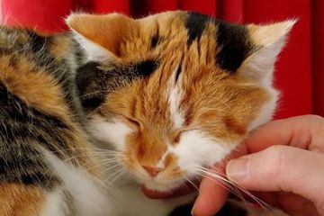 Apakah Jamur Ringworm Bisa Sembuh? Ini Cara Penyembuhan dan Obat Ringworm pada Manusia