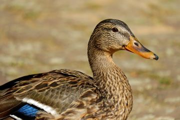 Benarkah Bebek Tidak Bisa Berkeringat?