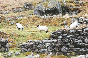 Pengaruh Iklim Setempat terhadap Persebaran Flora dan Fauna