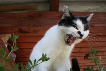 Ada beberapa hal yang bisa menjadi faktor penyebab kucing mengeong terus-menerus.