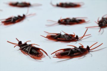 Beberapa bahan di rumah bisa dimanfaatkan untuk mengusir kecoak.