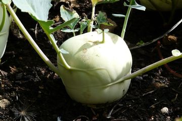 Persamaan dan Perbedaan Umbi Lapis, Umbi Batang, dan Umbi Akar