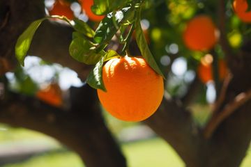 10 Makanan yang Mengandung Vitamin C,  Bantu Cegah Penyakit Kronis
