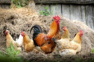 Faktor-Faktor yang Memengaruhi Pertumbuhan Ayam