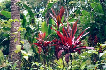 Terdapat beberapa macam contoh tumbuhan yang berkembang biak dengan cara vegetatif dan generatif.