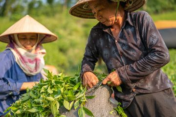 diversifikasi pertanian caranya