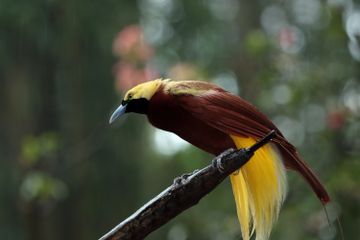 Indonesia memiliki keberagaman fauna yang tersebar di berbagai wilayah berdasarkan garis Wallace dan Weber.