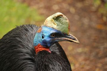 Contoh Flora dan Fauna Tipe Australis di Indonesia