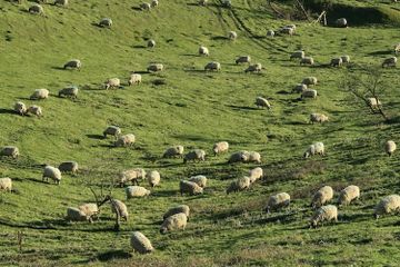 Hubungan Sebaran Flora dan Fauna dengan Kondisi Fisik Wilayah