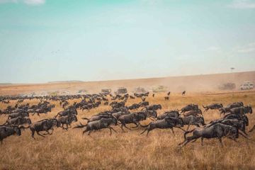 Salah satu wilayah persebaran flora dan fauna di dunia menurut Alfred Russel Wallace adalah wilayah Ethiopian.