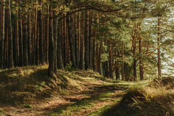 Hak dan Kewajiban terhadap Hutan