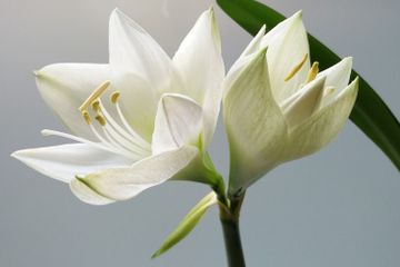 Apa Makna Bunga Lili Putih?