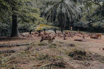 Taman safari merupakan salah satu bentuk metode pelestarian flora dan fauna di Indonesia.