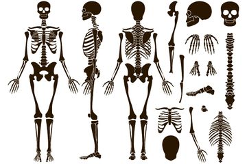 Apa Tulang Terpanjang dan Terberat di Tubuh Manusia?
