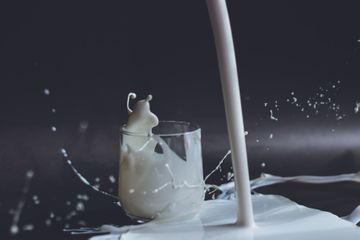 Protein Apa yang Membuat Susu Sapi Berwarna Putih?