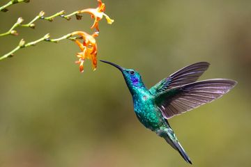 Apakah Ada Burung yang Bisa Terbang Mundur?