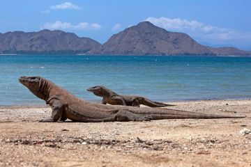 Apakah Komodo Berbisa?