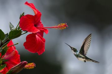 Persebaran flora di Indonesia terbagi menjadi empat wilayah, salah satunya flora Sumatra-Kalimantan.