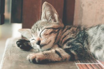 Mengapa Kucing Sering Tidur?
