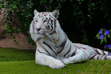 Dari Mana Asal Warna Harimau Putih?