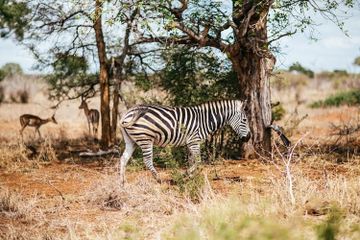 Apakah Seluruh Tubuh Zebra Belang?