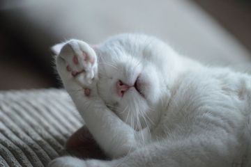 Apakah Kucing Berkeringat?