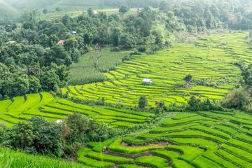 Topik tentang sawah bisa diangkat menjadi sebuah puisi.