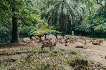 Taman Safari merupakan salah satu bentuk metode ex situ dalam pelestarian flora dan fauna.