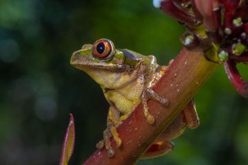 Seberapa Tinggi Katak Melompat?