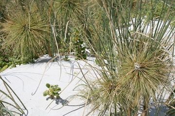 Benarkah Ada Rumput yang Bisa Berlari?