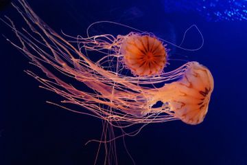 Tinggal di Air, Apakah Ubur-Ubur Termasuk Ikan?