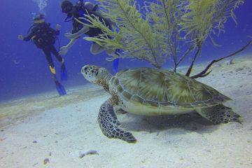 Apa Peran Penyu di Laut?