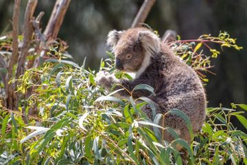 Jarang Minum, Apakah Koala Tidak Kehausan?