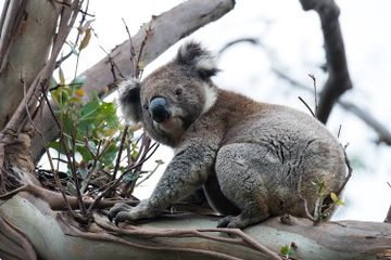 Apakah Koala Termasuk Jenis Beruang?
