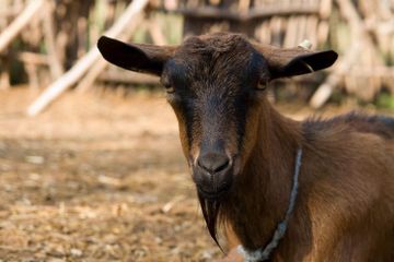 Sejak Kapan Kambing Diternakkan?