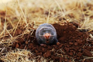 Benarkah Tikus Tanah Bisa Menggali Sepanjang 92 Meter dalam Satu Malam?