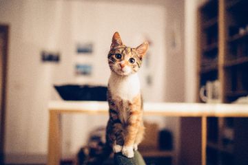 Benarkah Telinga Kucing Bisa Berputar 180 Derajat?
