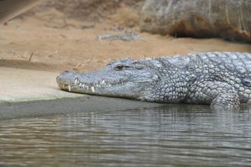 Salah satu contoh hewan berdarah dingin adalah buaya.