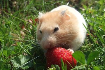 Apa yang Dimakan Hamster?