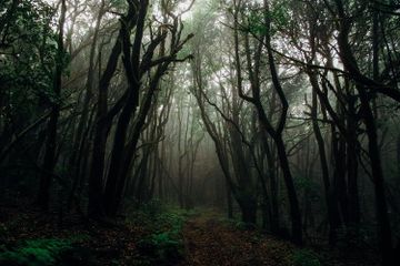 Apa Fungsi Kawasan Hutan?