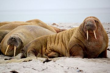 Di Mana Anjing Laut Tidur?