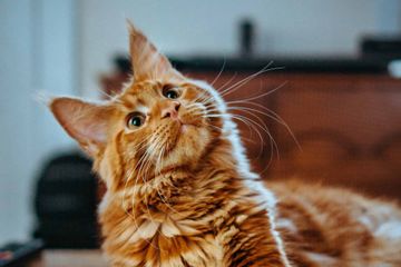 Apa Fungsi Kumis pada Kucing?