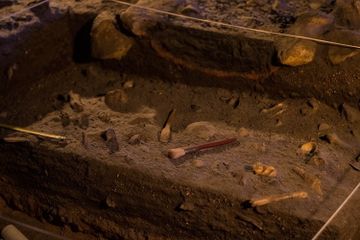 Ruang lingkup antropologi sangat beragam, salah satunya paleoantropologi.