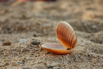 Apakah Kerang Dapat Berganti Cangkang?
