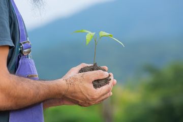 Apa yang Terjadi Jika Tidak Menanam Pohon?