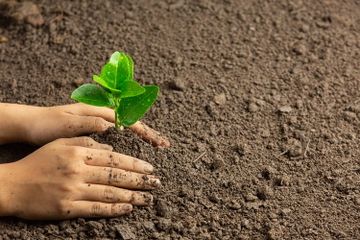 Mengapa Menanam Pohon Termasuk Usaha Menghemat Energi?
