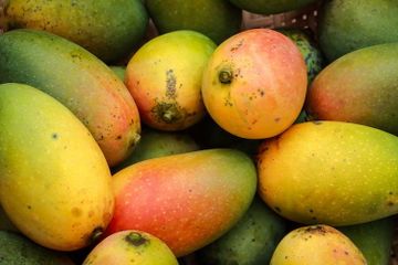 Apakah Biji Mangga Bisa Dimakan?