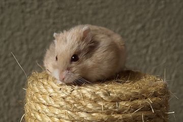 Hamster dapat dilatih karena termasuk hewan cerdas.